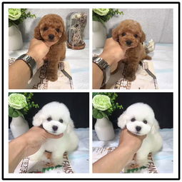 本地精品貴賓犬，健康質保，佛山愛寵人士的放心之選
